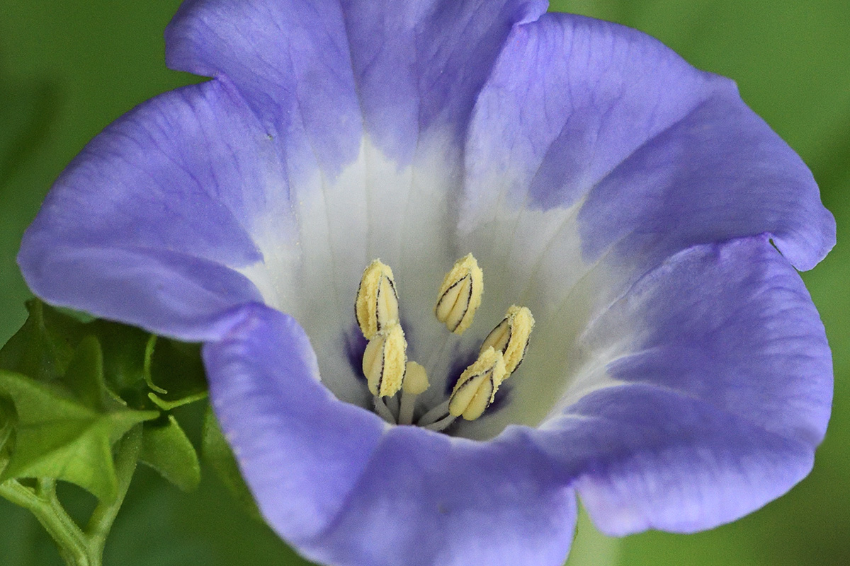 Apple-of-Peru (Nicandra physalodes) (3)