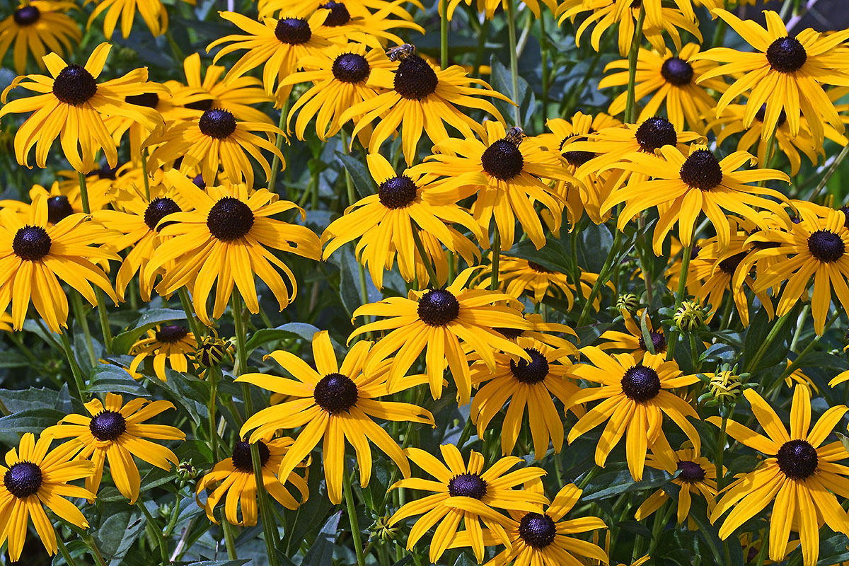 Black-Eyed Susan (Rudbeckia hirta) (1)