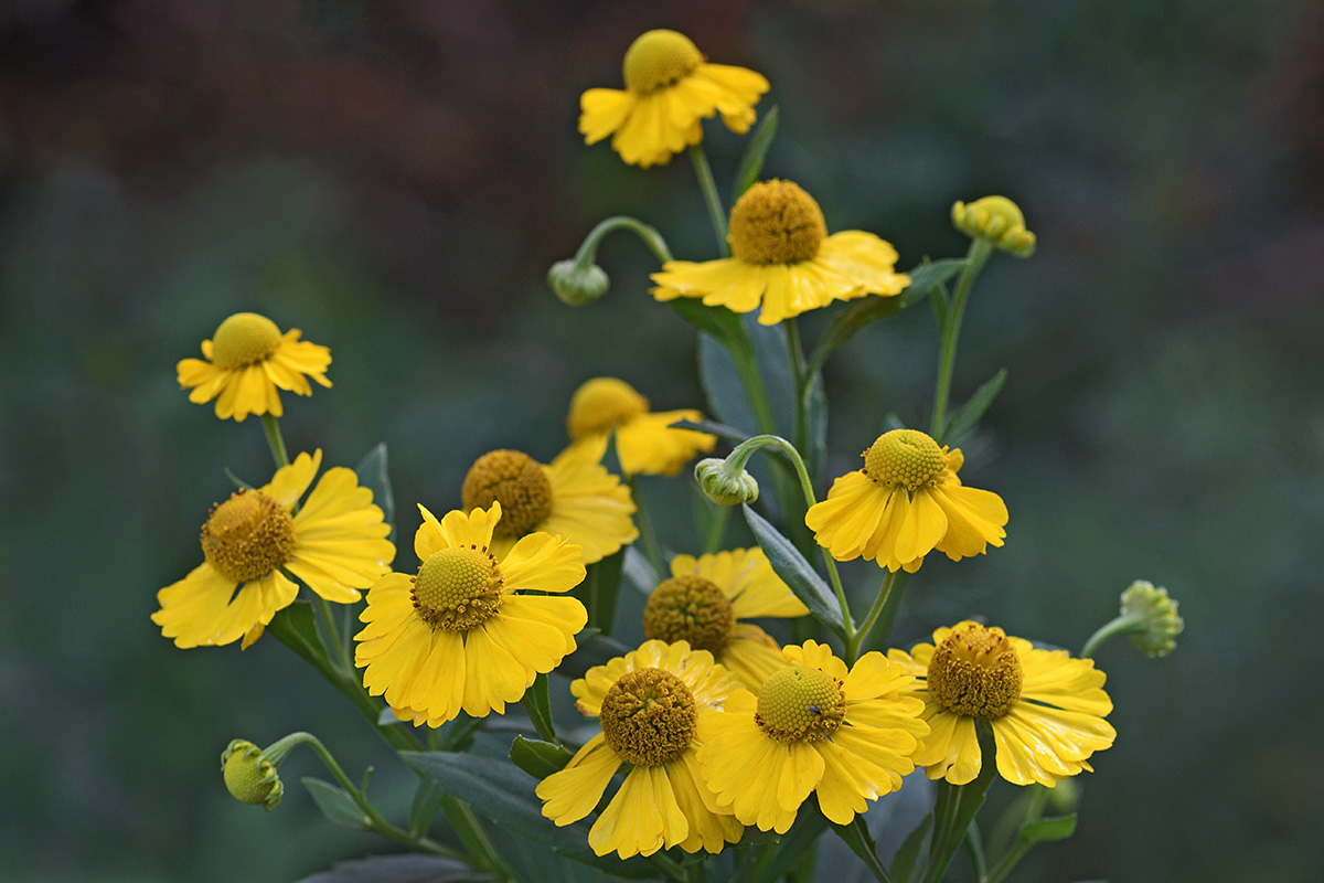 Common Sneezeweed (Helenium autumnale) (1)