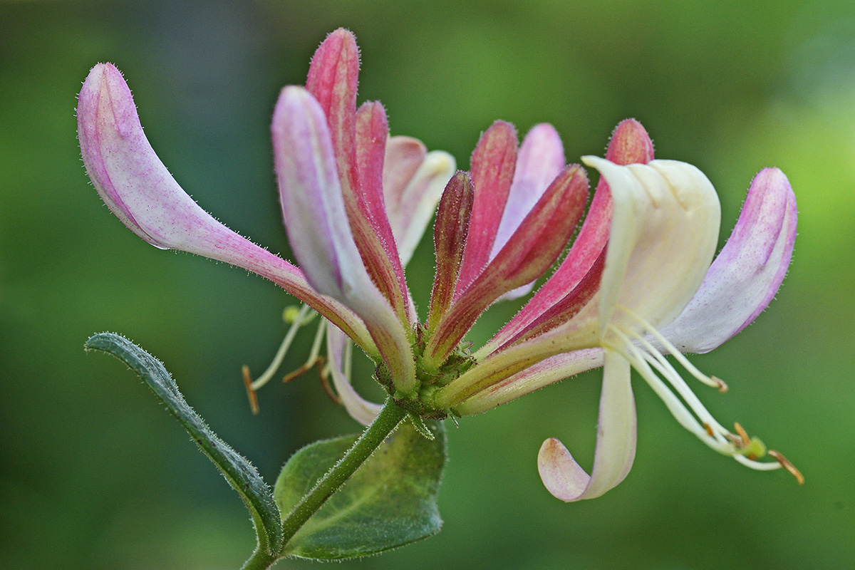 European Honeysuckle (Lonicera periclymenum) (1)