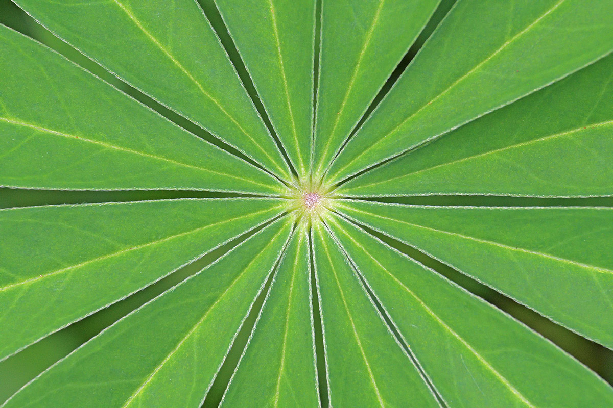Garden Lupine (Lupinus polyphyllus) (2)