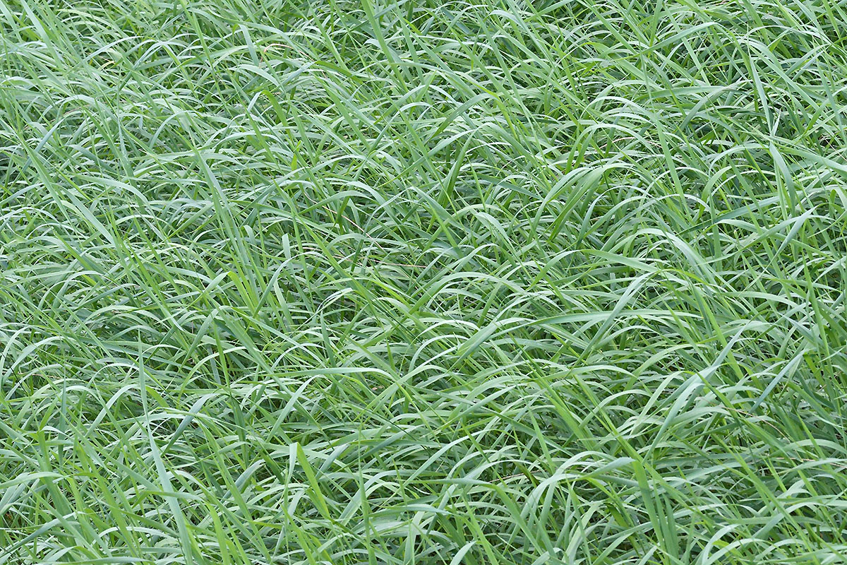 Orchard Grass (Dactylis glomerata) (1)