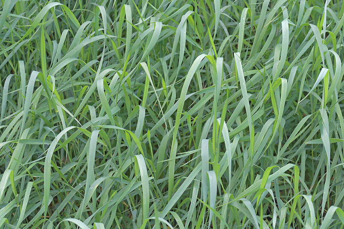 Orchard Grass (Dactylis glomerata) (2)