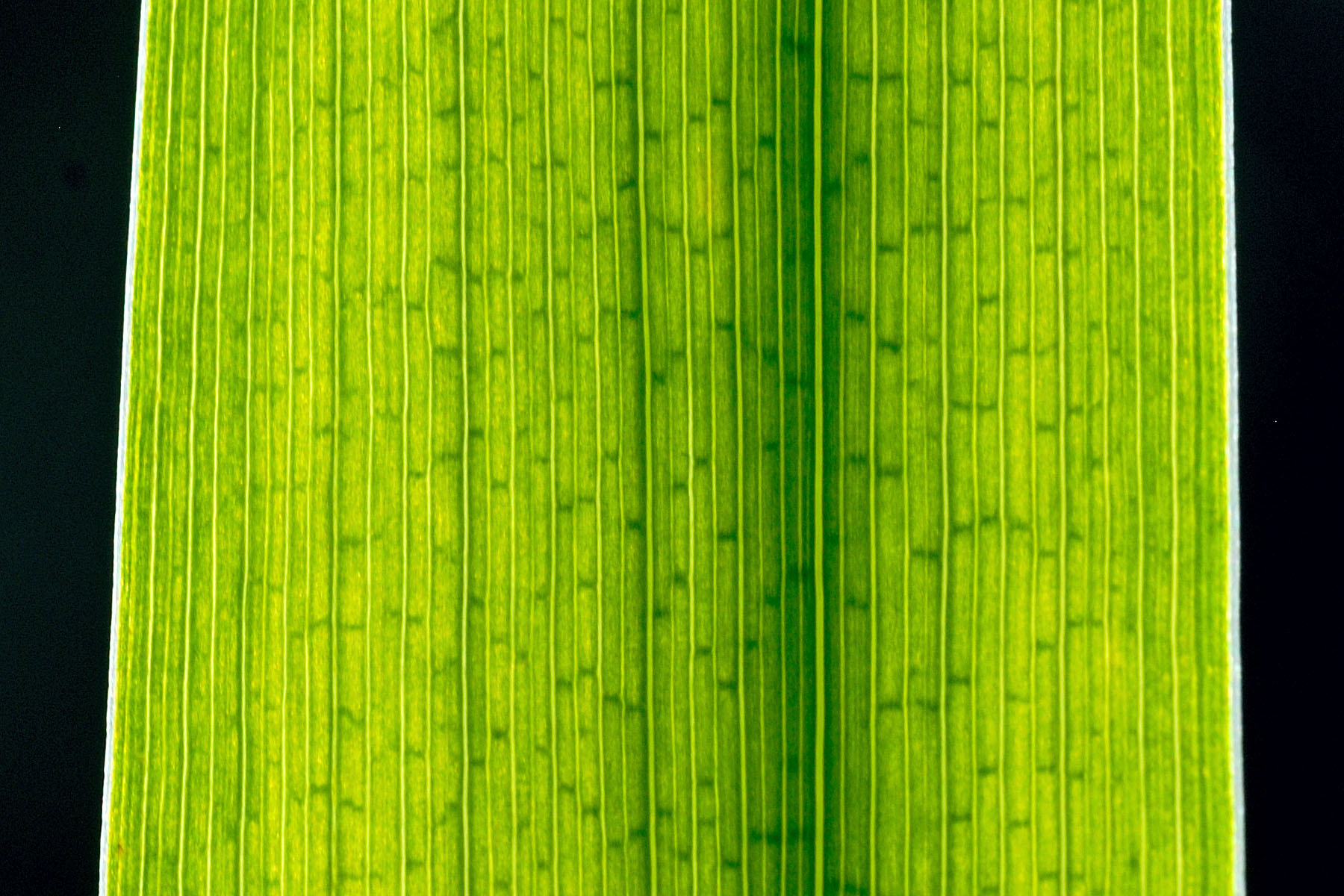Reed Leaf (Phragmites australis) (1)