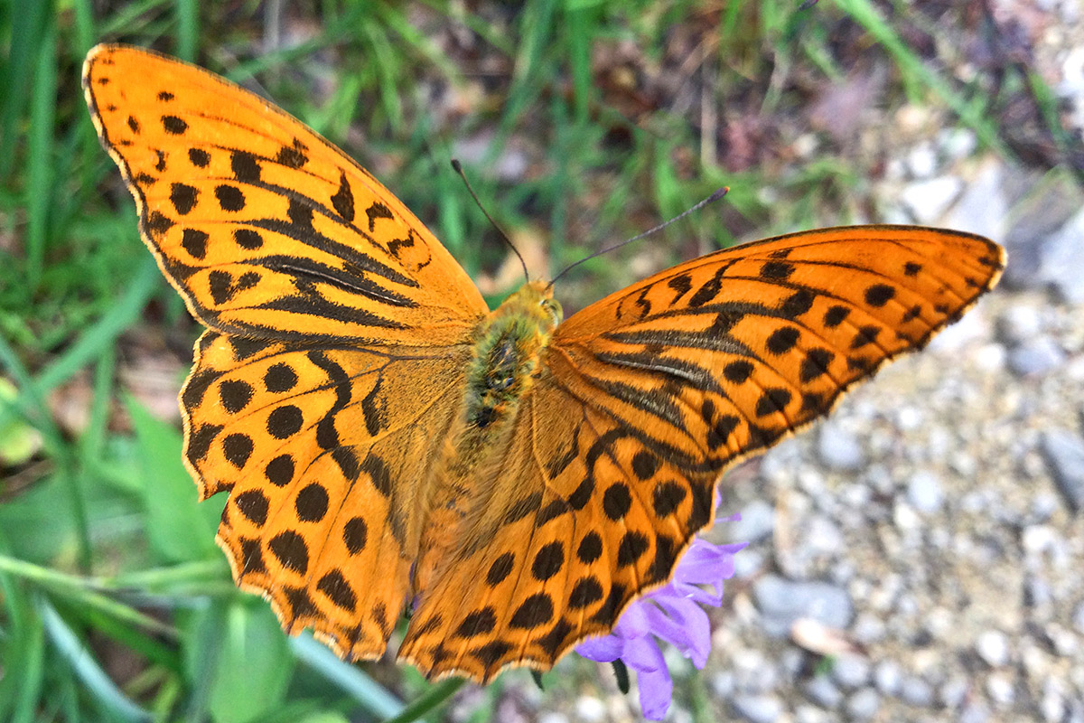 Silver-Washed Fritillary (Argynnis paphia) (1)