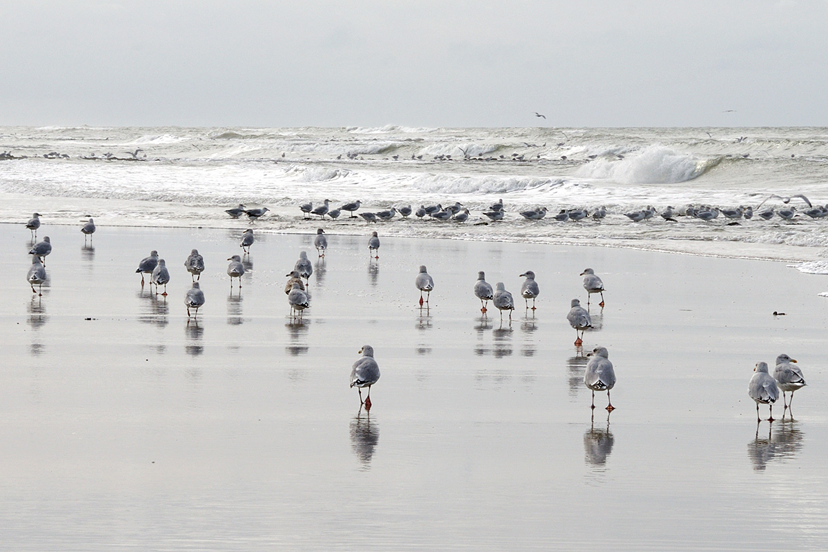 Vlieland – A Dutch Car-Free Island in the North Sea (22)