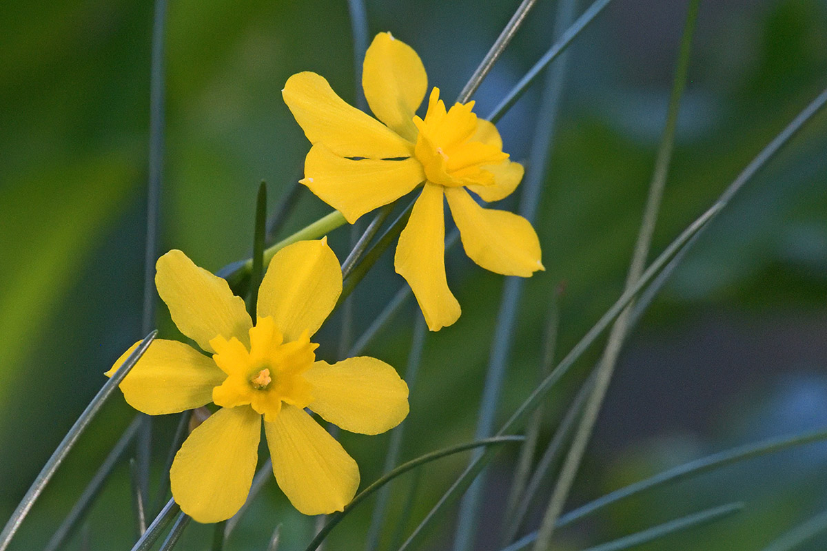 Jonquil (Narcissus jonquilla) (1)