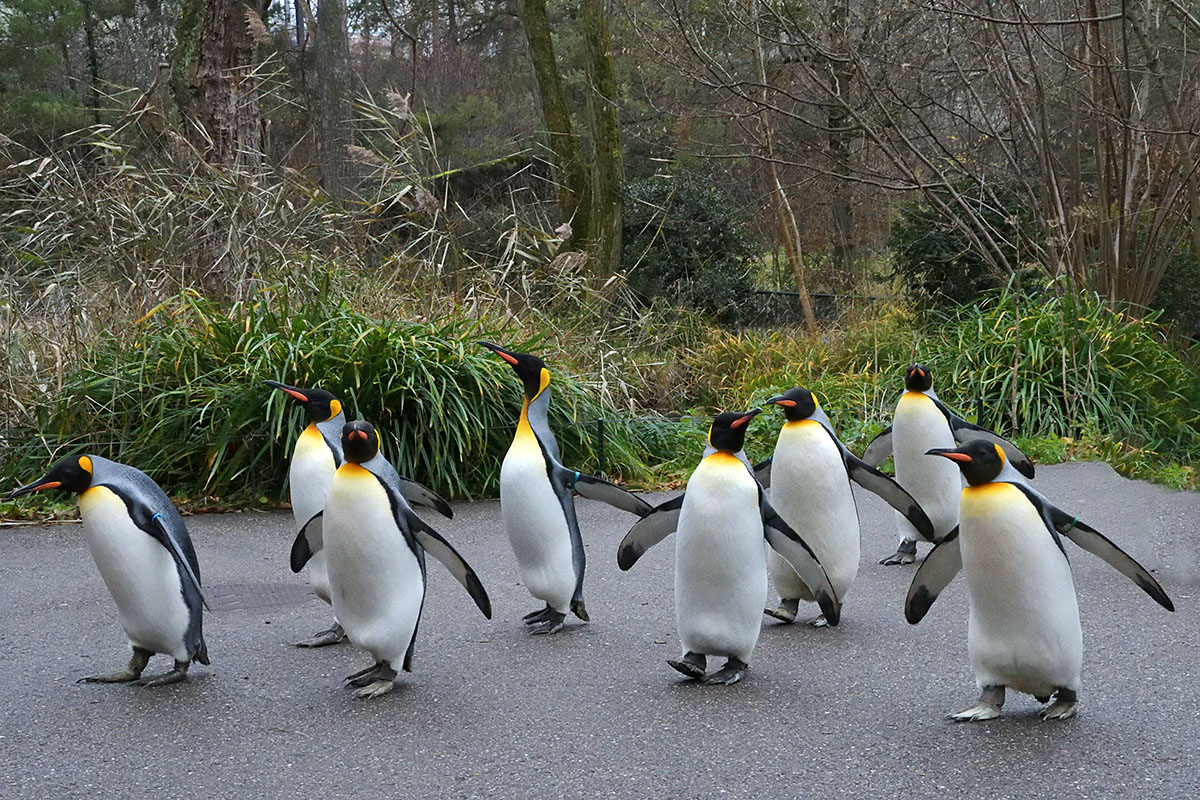 King Penguins (Aptenodytes patagonicus) (2)