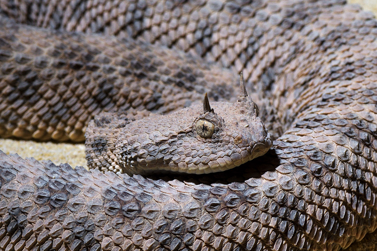 Desert Horned Viper (Cerastes cerastes) (1)