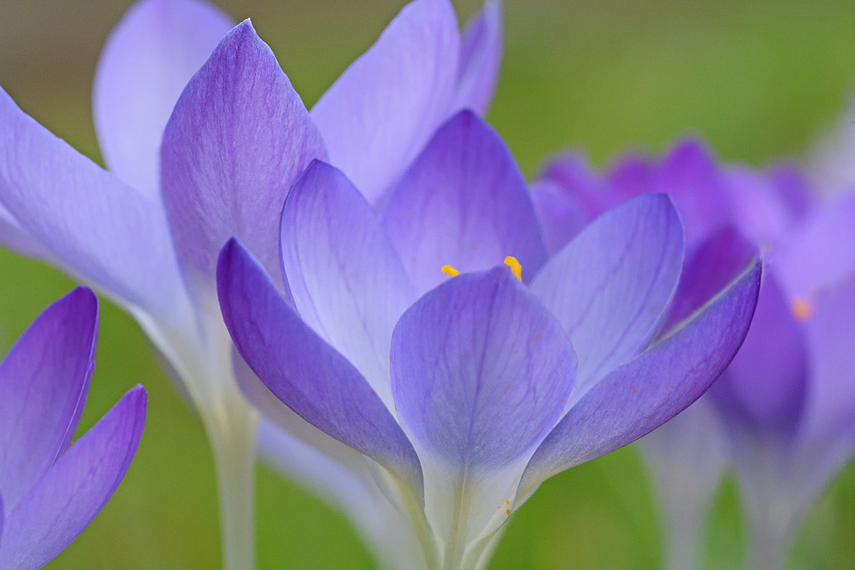 Tommasini’s Crocuses (Crocus tommasinianus) (10)