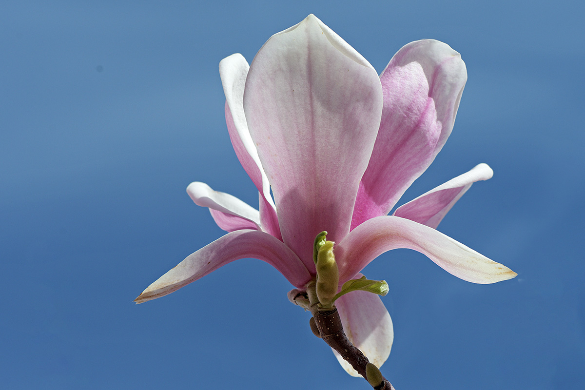 Magnolia (Magnolia × soulangeana) (9)