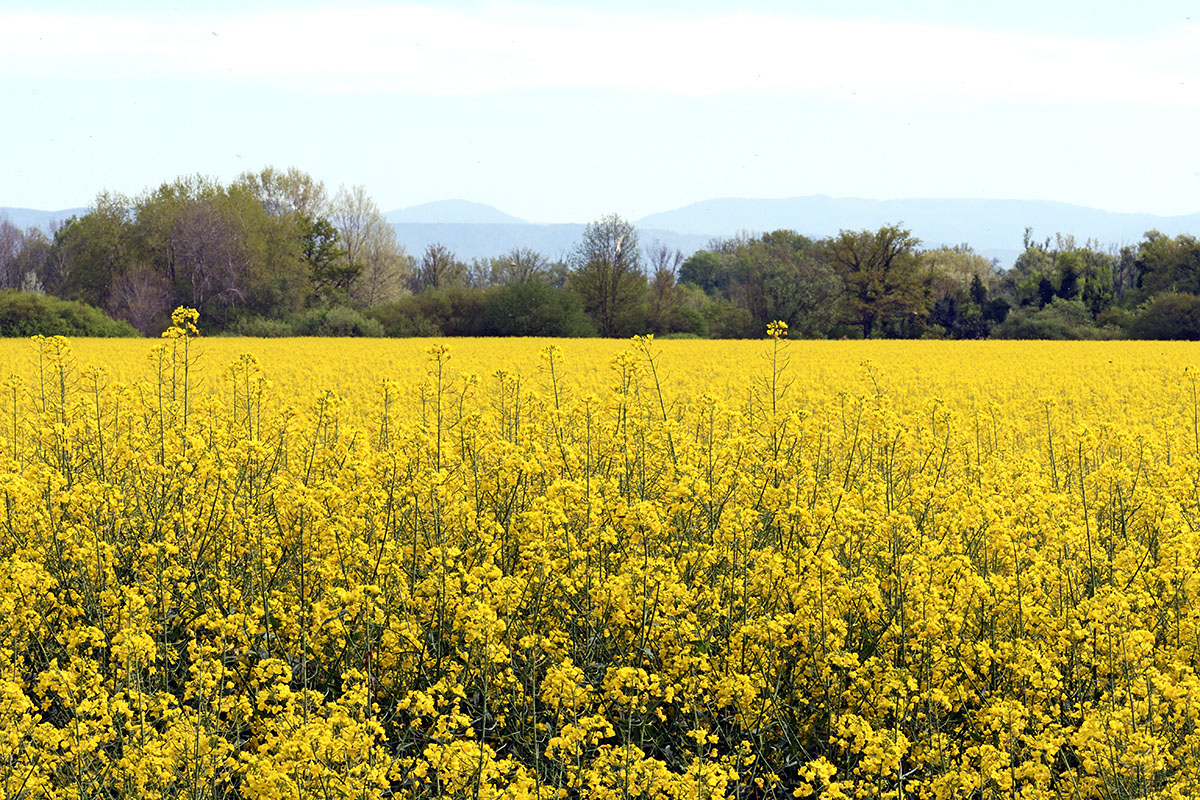 Field of Blooming Rape (Brassica napus) (1)