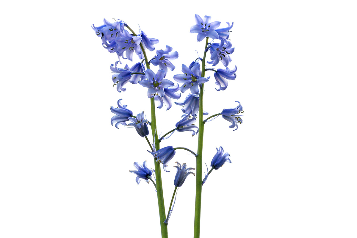 Common Bluebell (Hyacinthoides non-scripta) (1)