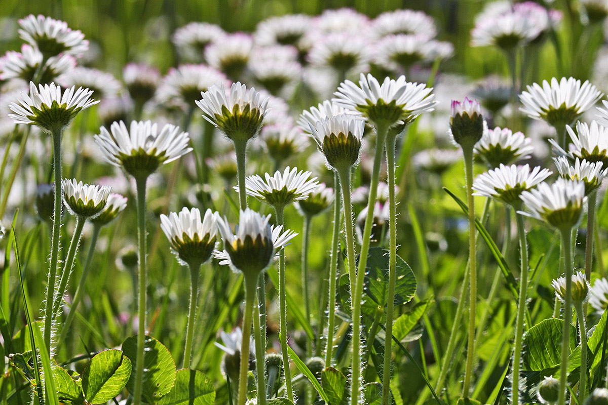 Common Daisies (Bellis perennis) (3)