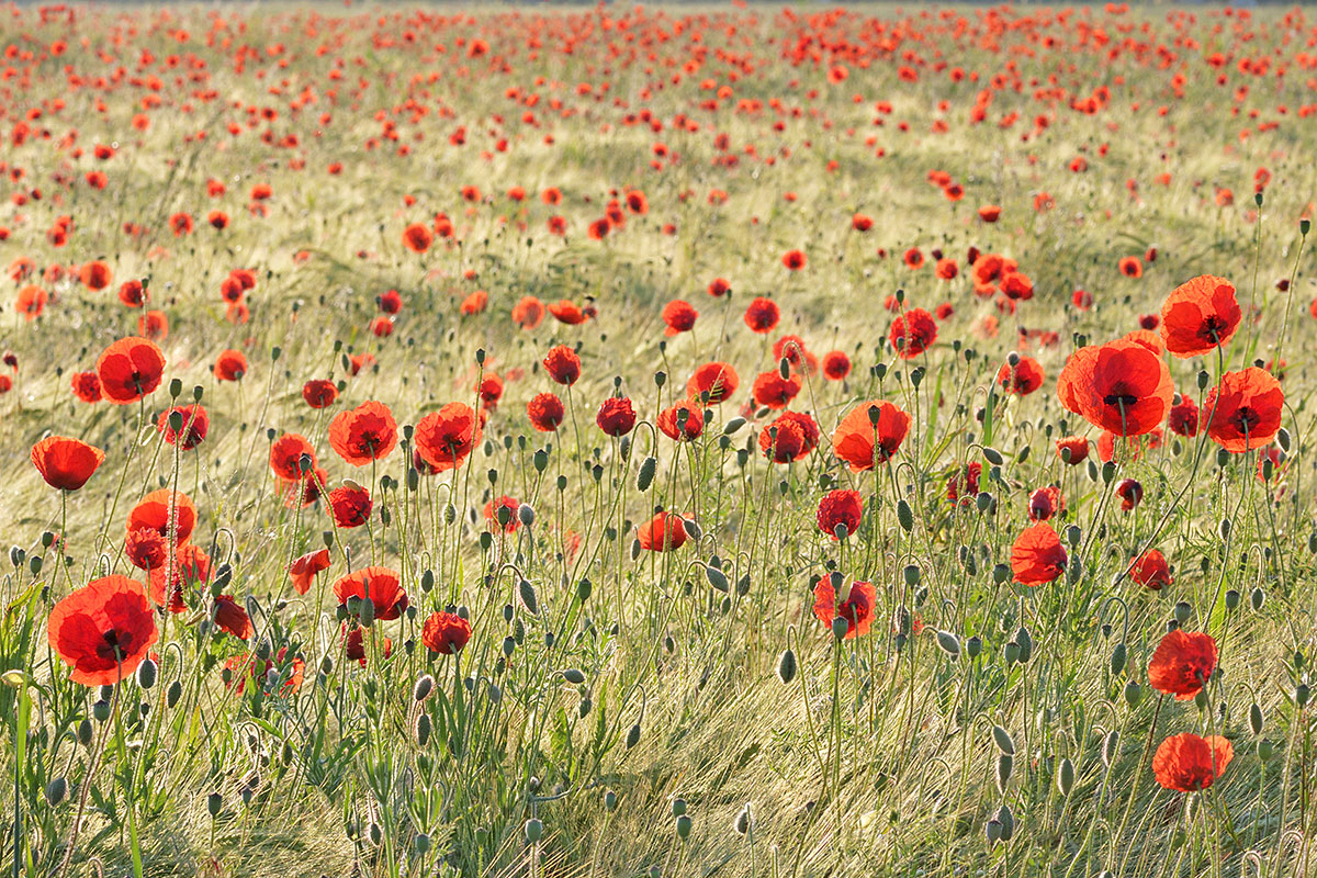 Corn Poppies (Papaver rhoeas) (7)