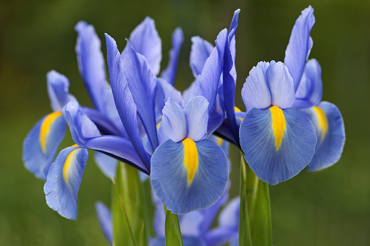 Dutch Iris (Iris hollandica ‘Blue Magic’) (1)