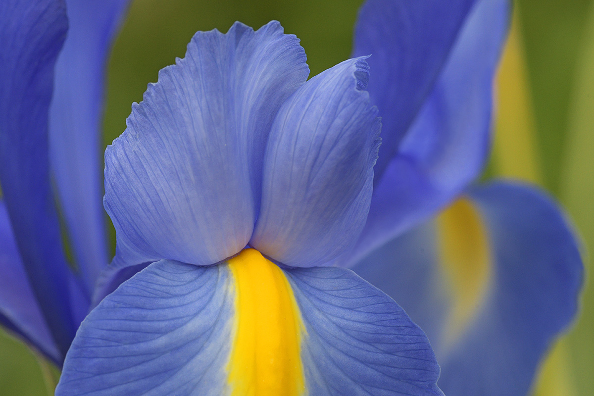 Dutch Iris (Iris hollandica ‘Blue Magic’) (3)