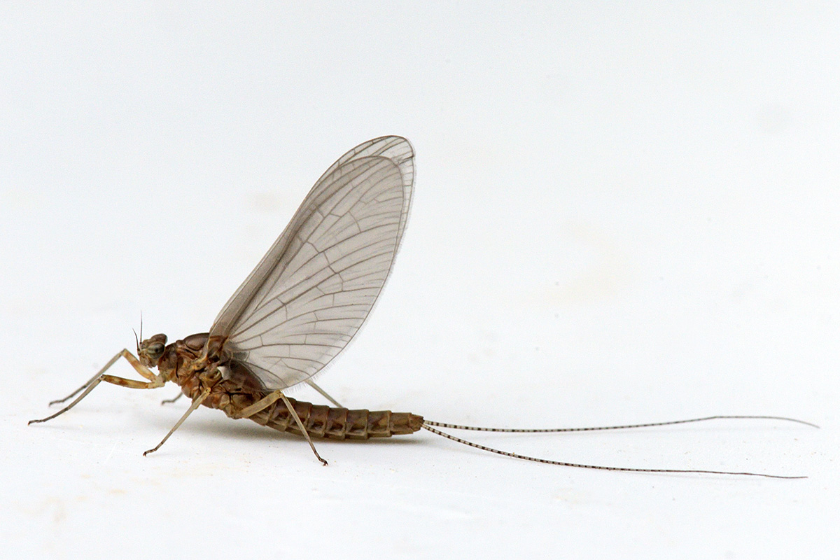 Mayfly (Ephemeroptera) (1)