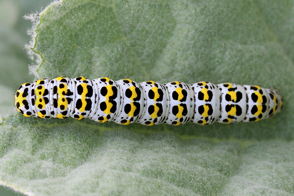 Mullein Moth Caterpillar (Cucullia verbasci) (1)