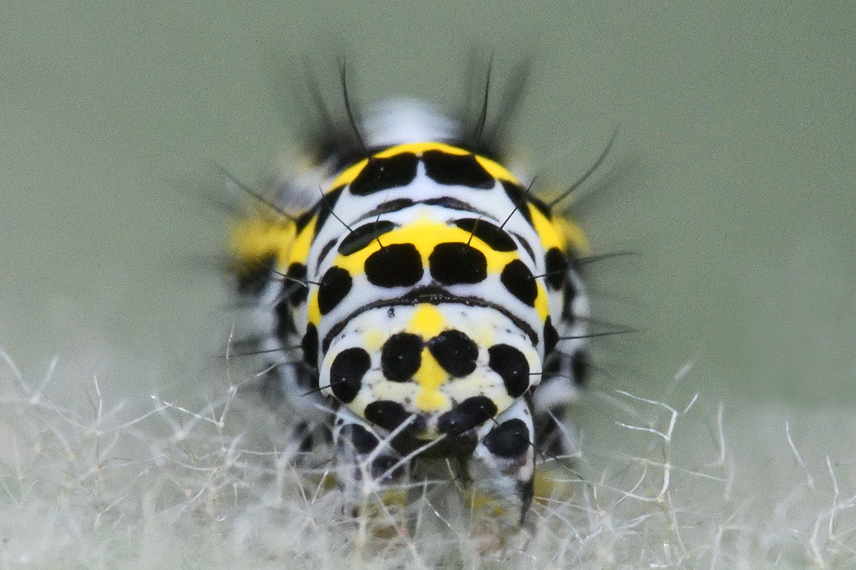 Mullein Moth Caterpillar (Cucullia verbasci) (2)