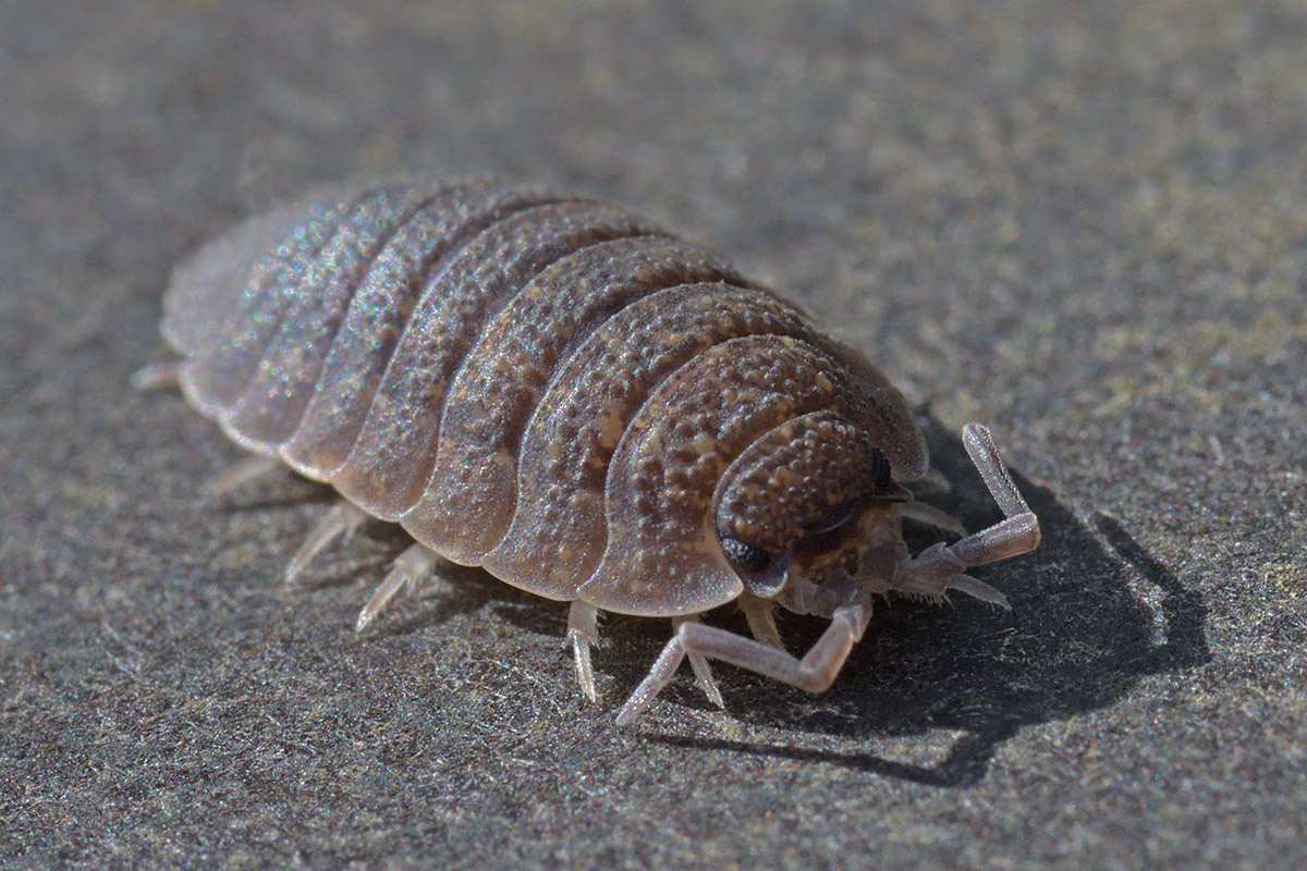 Rough Woodlouse (Porcellio scaber) (1)