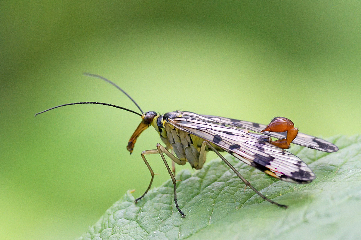 Scorpion Fly (Panorpa communis) (8)