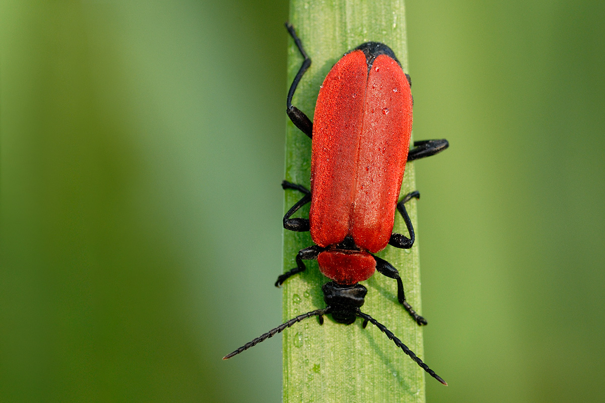 Black-headed Cardinal Beetle (Pyrochroa coccinea) (1)