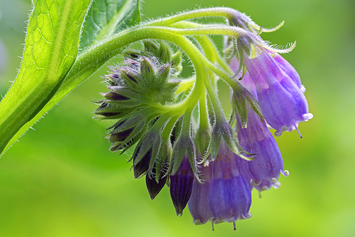 Comfrey (Symphytum officinale) (2)