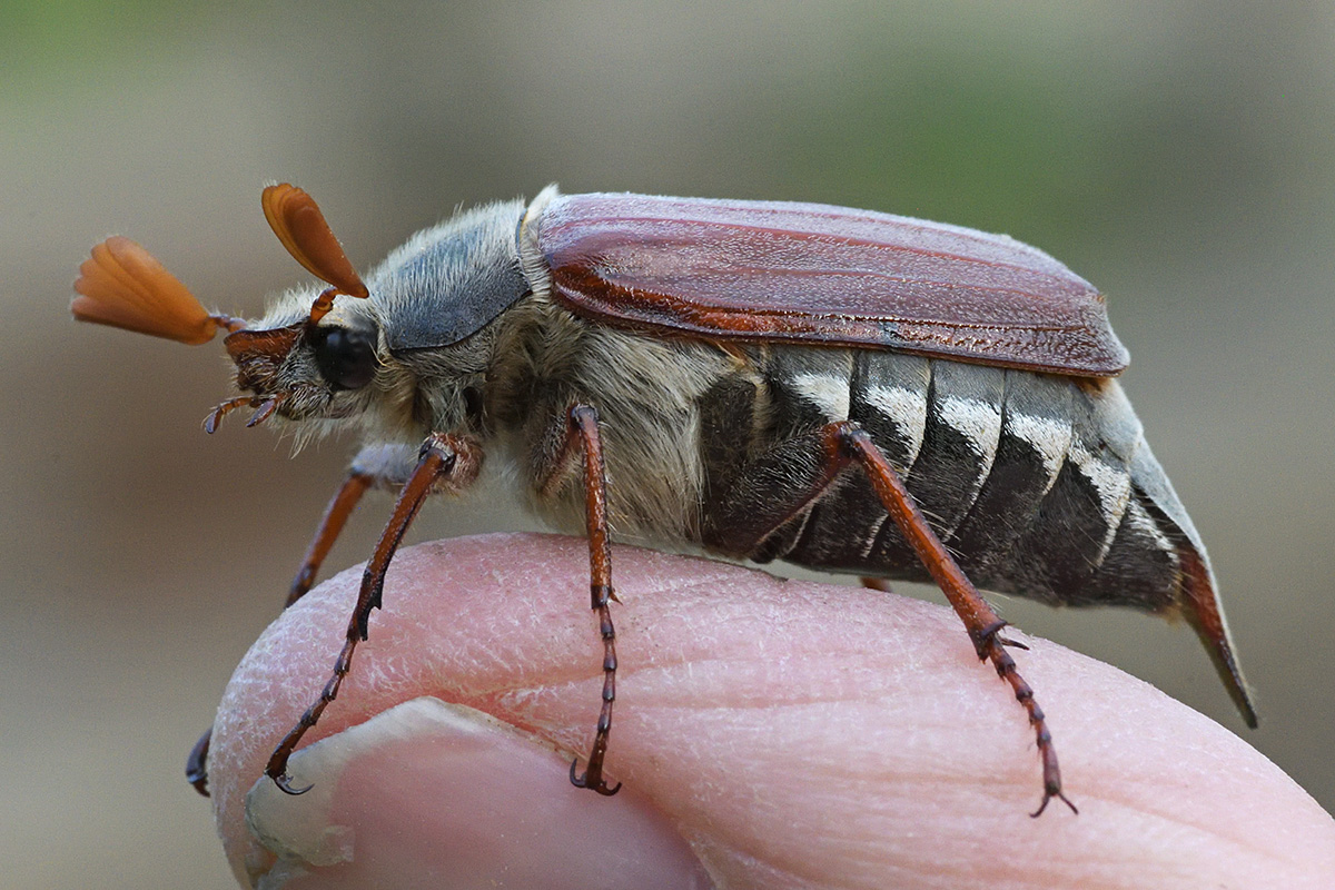 Common Cockchafer (Melolontha melolontha) (1)