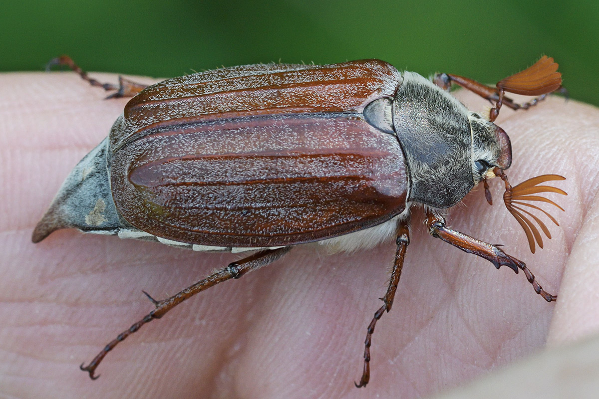 Common Cockchafer (Melolontha melolontha) (2)