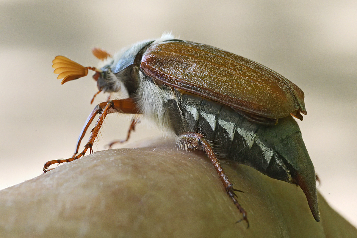 Common Cockchafer (Melolontha melolontha) (3)