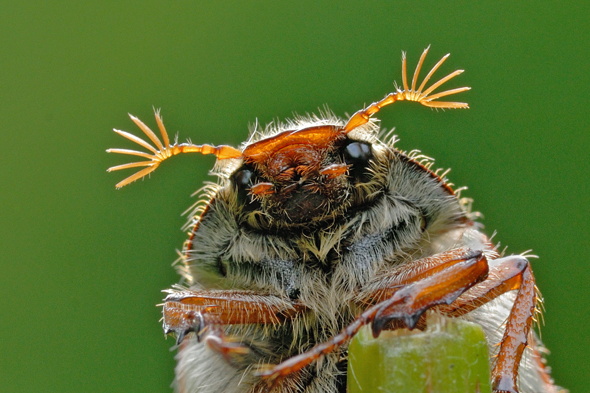 Common Cockchafer (Melolontha melolontha) (4)