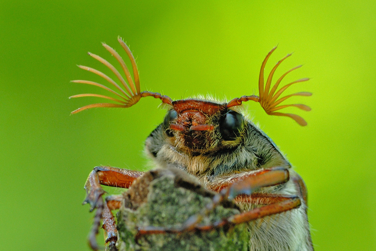 Common Cockchafer (Melolontha melolontha) (5)