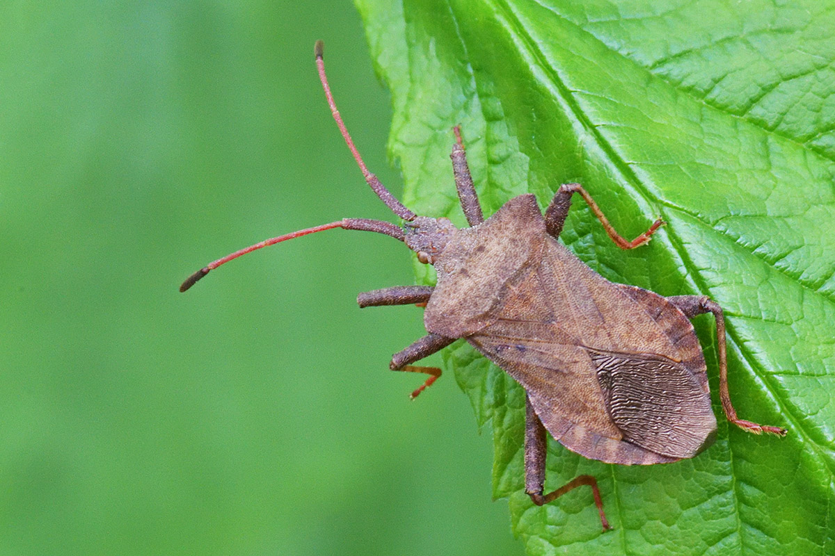 Dock Bug (Coreus marginatus) (1)