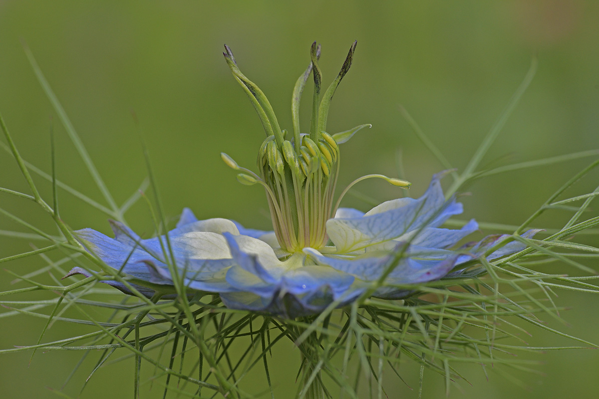 Love-in-a-Mist (Nigella damascena) (3)