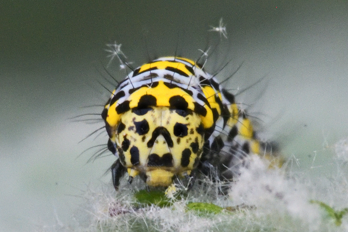 Mullein Moth Caterpillar (Cucullia verbasci) (3)