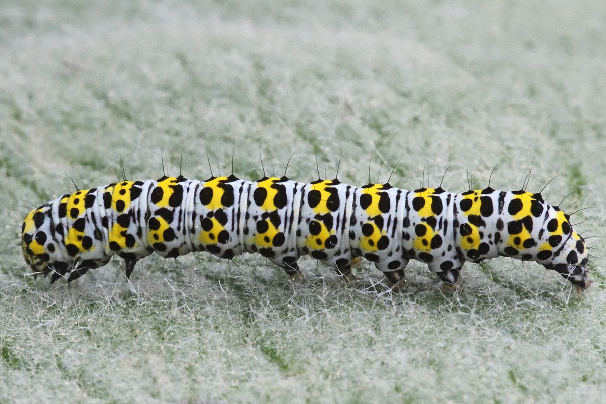 Mullein Moth Caterpillar (Cucullia verbasci) (4)