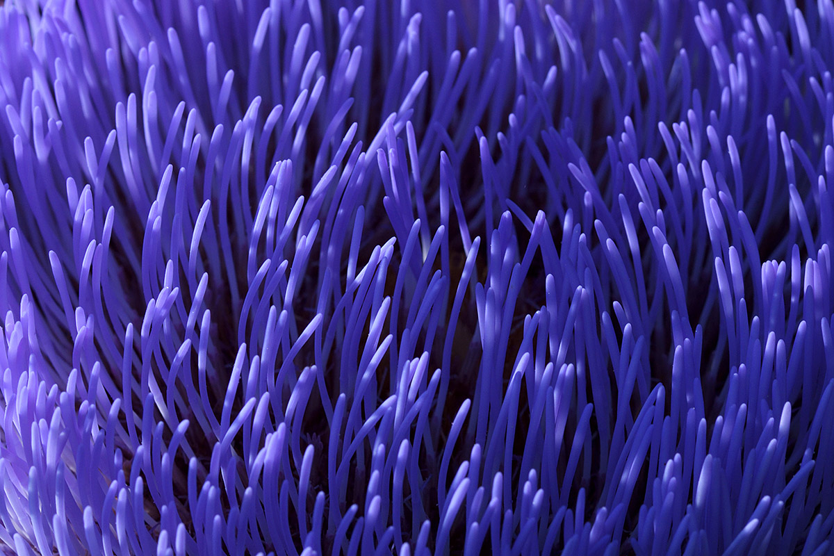 Globe Artichoke (Cynara cardunculus) (1)