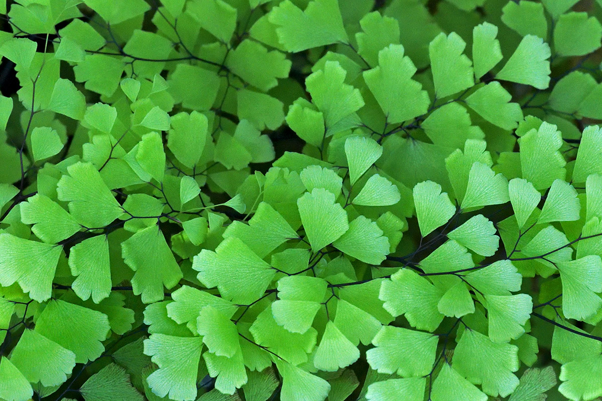 Delta Maidenhair Fern (Adiantum raddianum) (1)