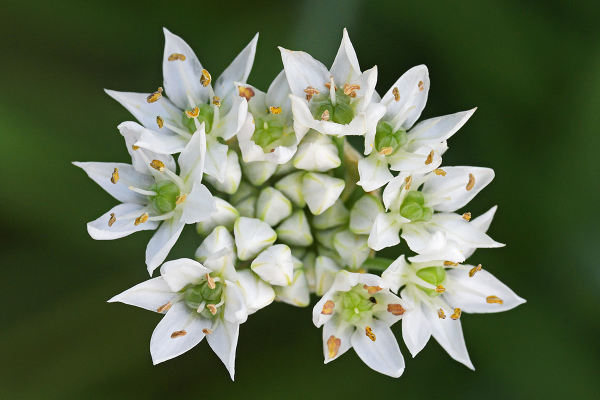 Garlic Chives (Allium tuberosum) (2)