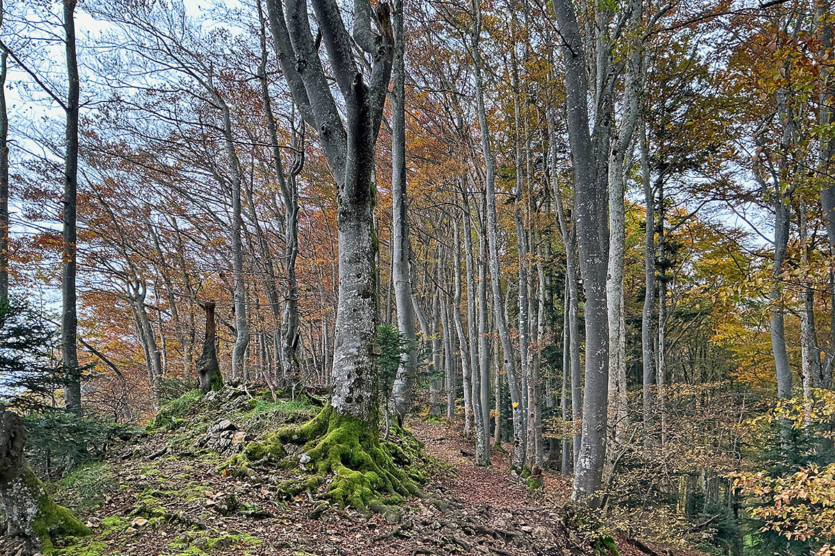At the Fog Line in the Swiss Jura (12)