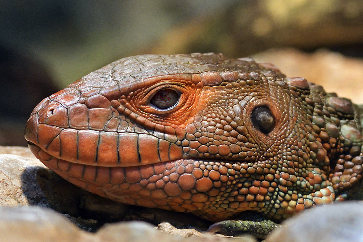 Northern Caiman Lizard (Dracaena guianensis) (2)