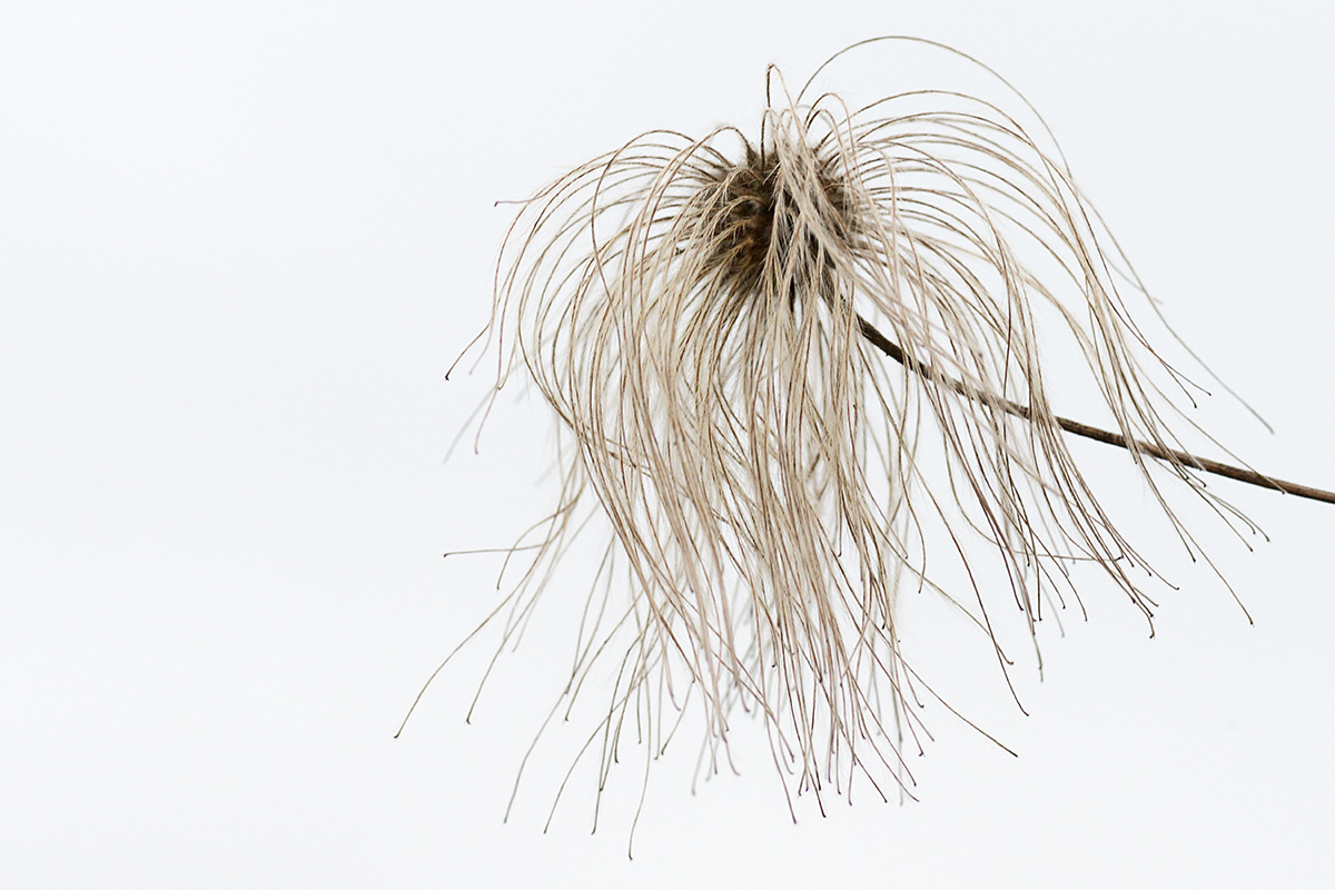 Golden Clematis (Clematis tibetana) (4)