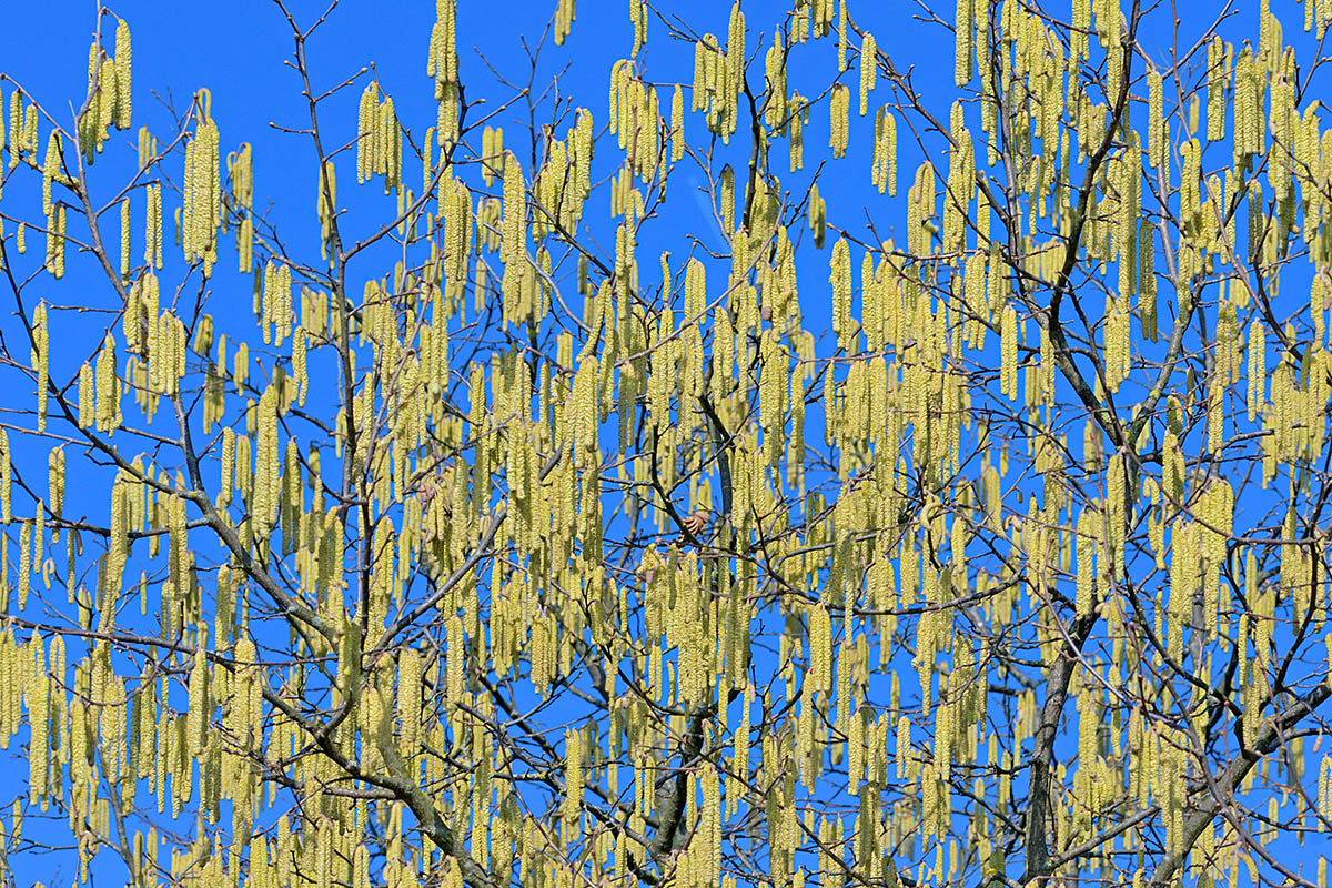 Male Catkins of the Common Hazel (Corylus avellana) (1)