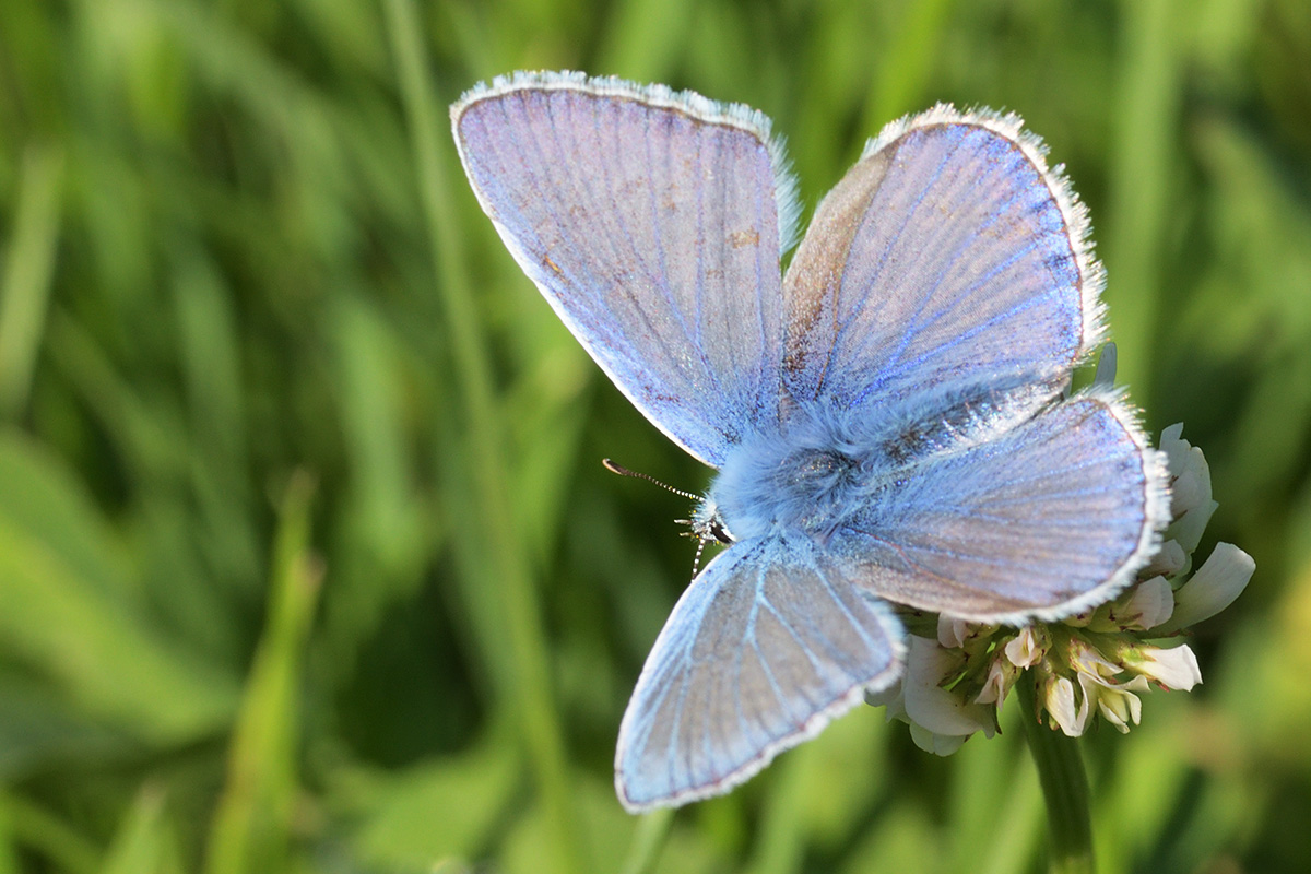 Common Blue (Polyommatus icarus) (3)