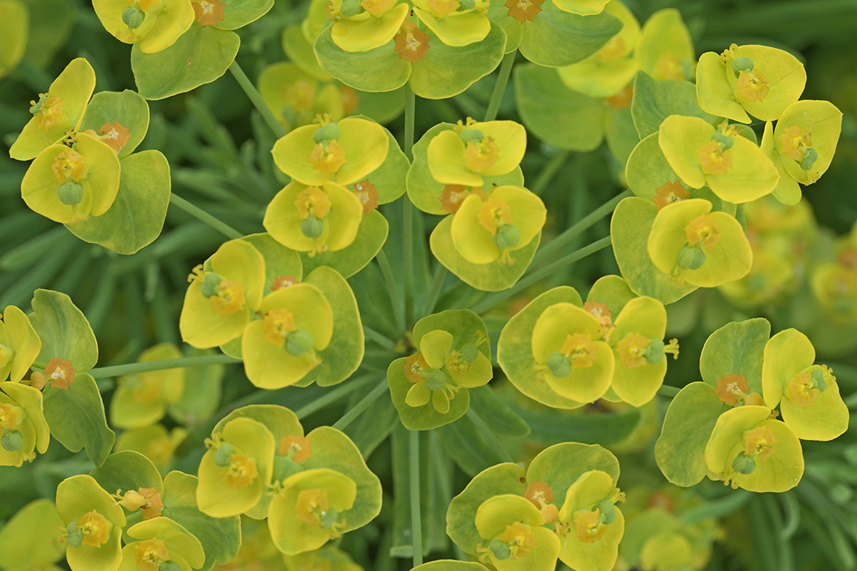 Cypress Spurge (Euphorbia cyparissias) (1)