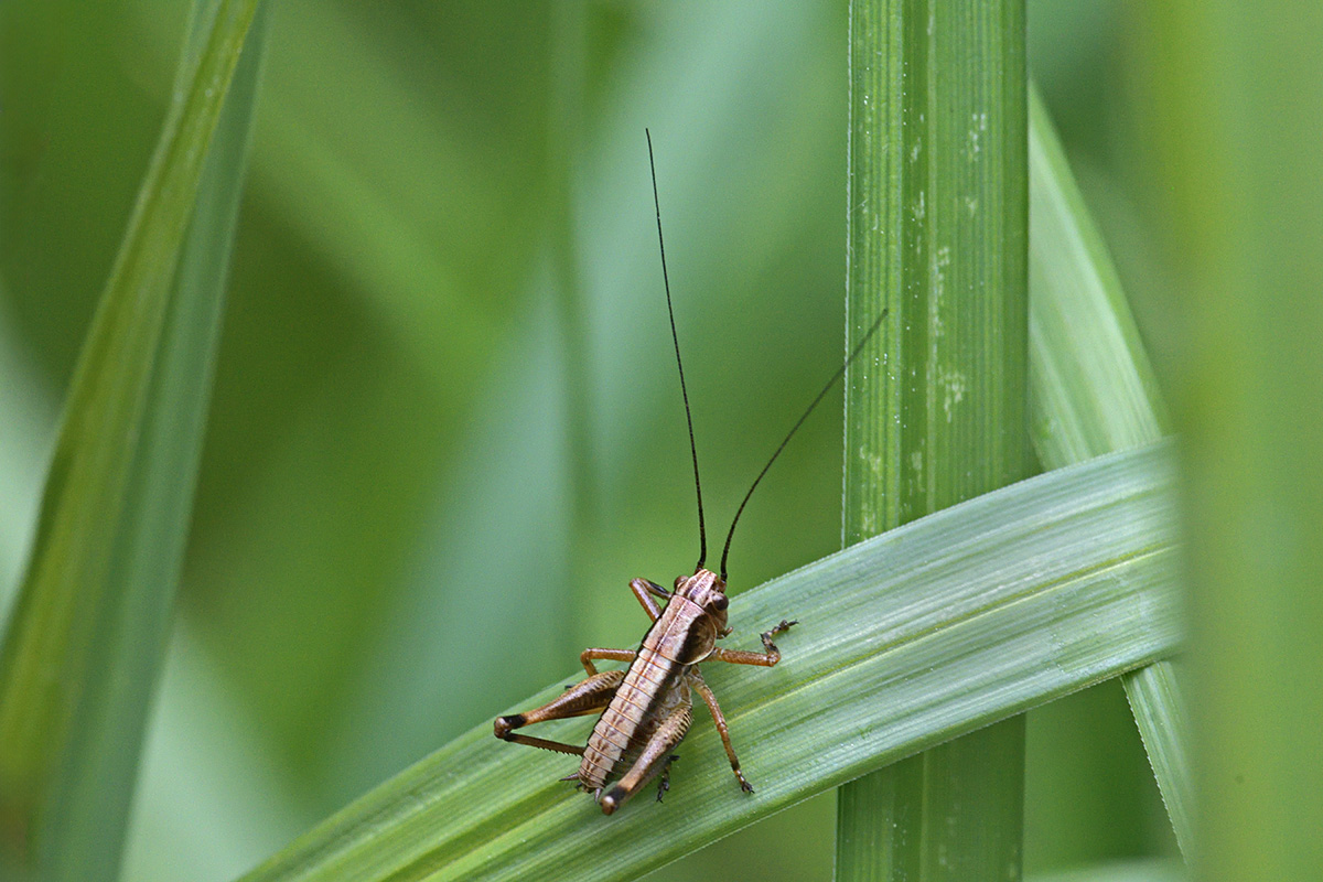Dark Bush-Cricket (Pholidoptera griseoaptera) (1)