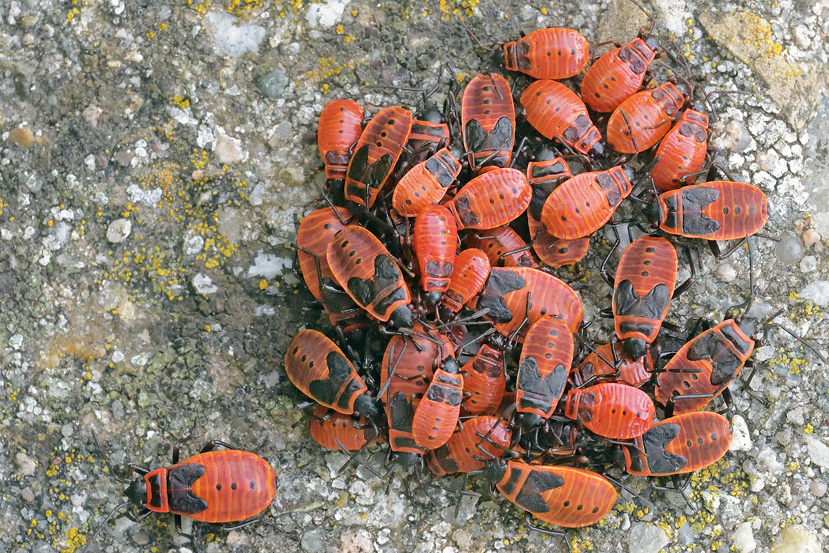 Firebugs (Pyrrhocoris apterus) (6)