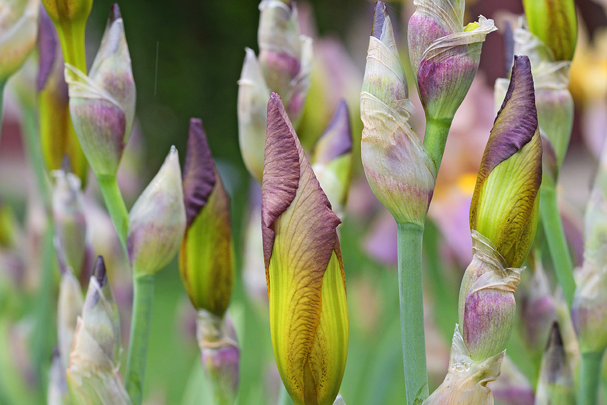 German Iris (Iris germanica) (2)