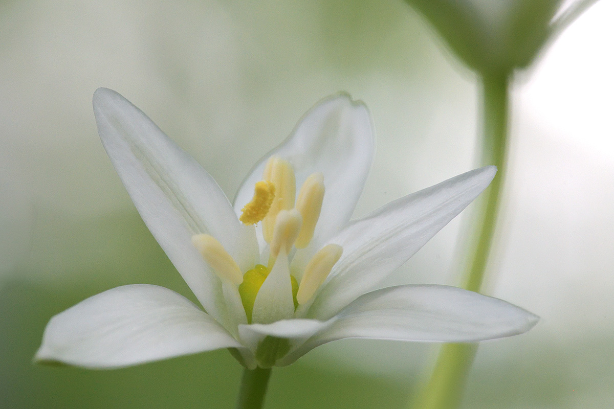 Grass Lily (Ornithogalum umbellatum) (2)